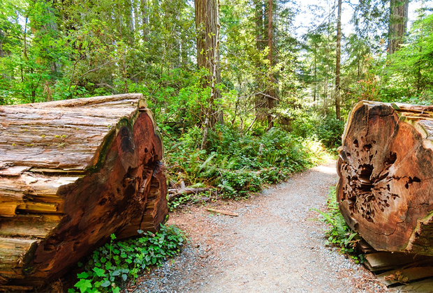 Redwood forest