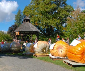 There are some really big 2025 Halloween events in CT! Photo courtesy of Ridgefield Giant Pumpkin Weigh Off