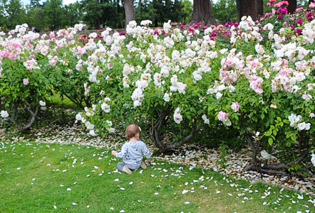 Best Things To Do in Oakland with Kids: Morcom Rose Garden