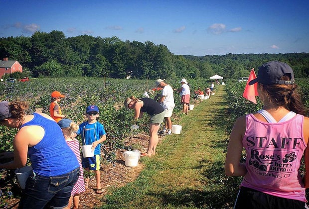 Rose's Berry Farm families picking blueberries in summer Connecticut farms