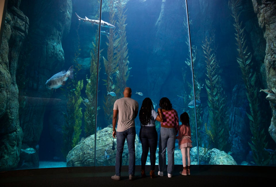 Dive into tons of fun in Long Beach. Photo courtesy of Aquarium of the Pacific