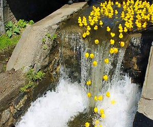 Rubber duckies take over Tarrytown's Patriots Park on Saturday, May 4. Photo by Susan Miele