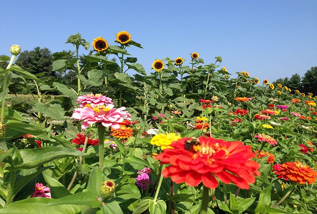 Image of flowers at pick-your-own flower farm near Boston