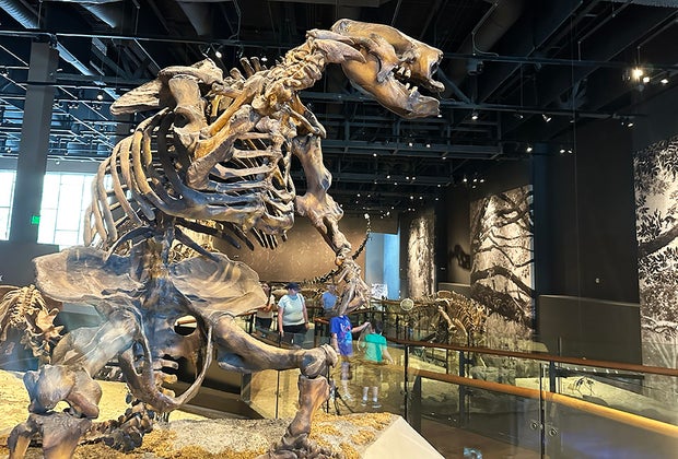 Dinosaur bones at the Natural History Museum of Utah.