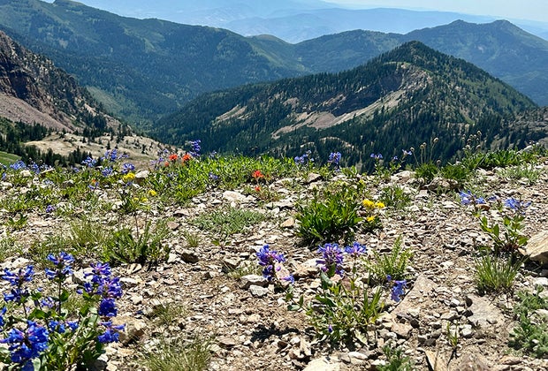 Salt Lake City with Kids: Summer Wildflowers at Snowbird Resort