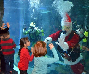 Dive into breakfast with Santa, then watch him take a dive with the fish! Photo courtesy of Downtown Aquarium.