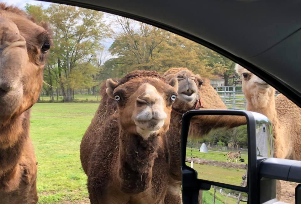 Photo courtesy of Pettit Creek Farms