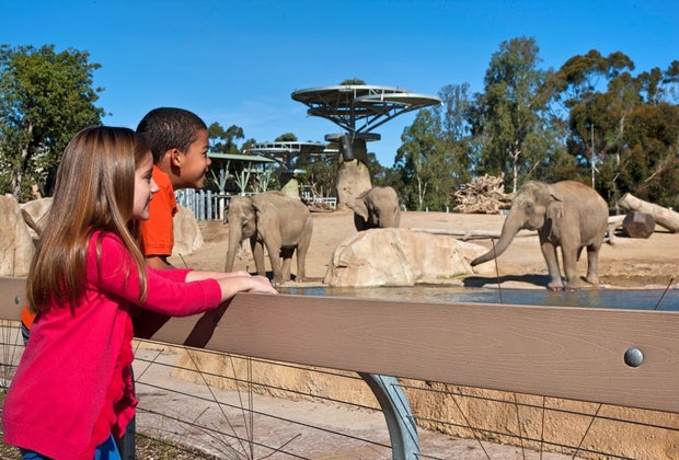 Learn all about elephants at the Elephant Odyssey