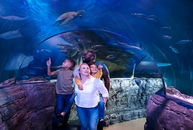 Things To Do in Phoenix: SEA LIFE Arizona Aquarium