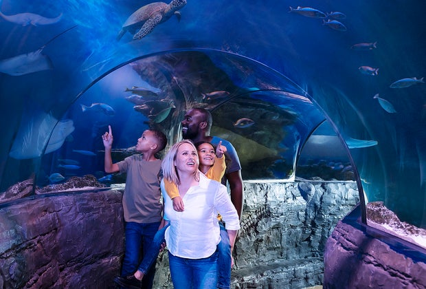 Things To Do in Phoenix: SEA LIFE Arizona Aquarium