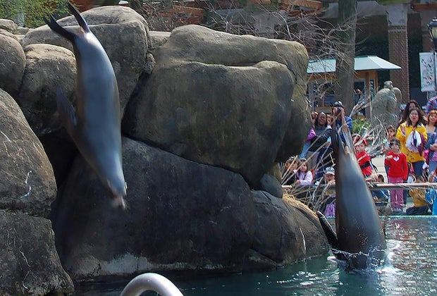 Central Park Zoo: The Sea Lions are always a show-stopper