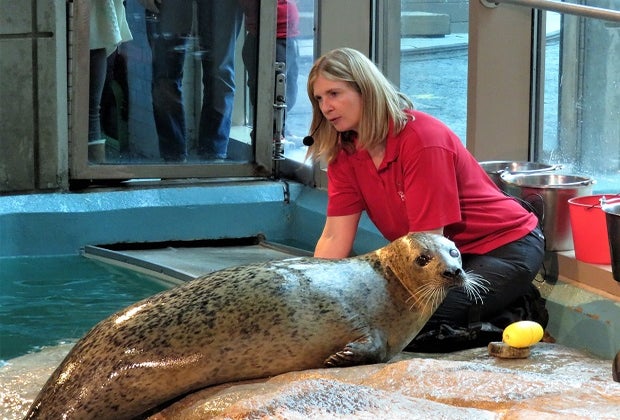 Image of seal with trainer at Maritime Aquarium at Norwalk.