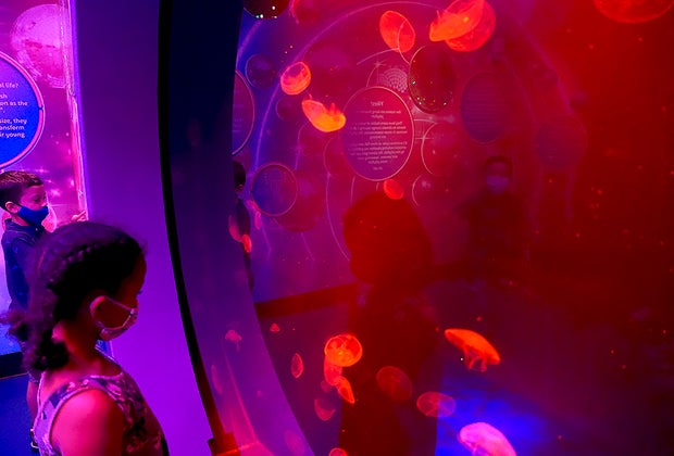 Jellies 54 at Sea Life Aquarium