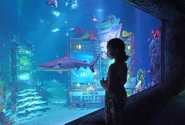 Indoor activities in NYC: Sea Life Aquarium at American Dream Mall