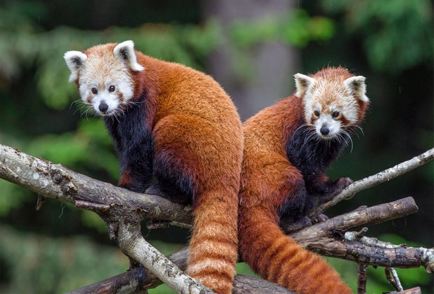 Sequoia Park Zoo's red pandas