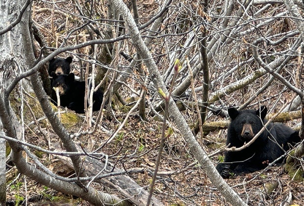 Black Bears: Things To Do in Seward, Alaska with kids