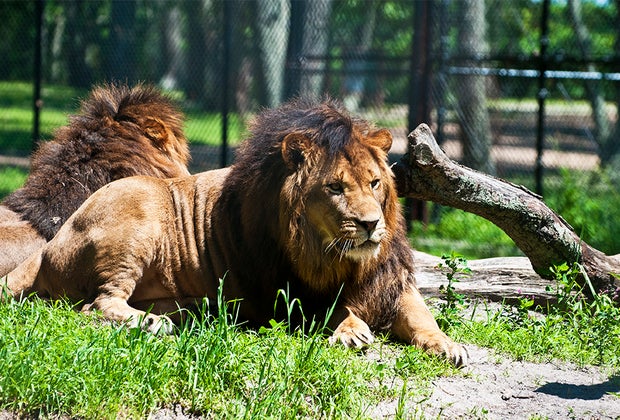 Fall bucket list Six Flags Great Adventure Safari