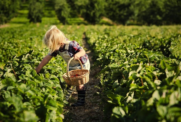 strawberry picking at Shady Brook Farm