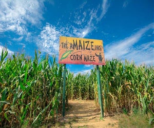 Visit the Shady Brook Farm's corn maze for a seasonal day trip from Philly. Photo courtesy the farm
