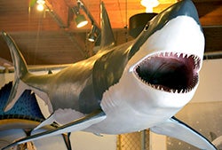 Shark Week 2019 (Cabrillo)