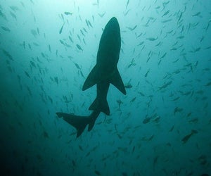 Prepare for Shark Week at The Whaling Museum in Cold Spring Harbor. Photo courtesy of the museum