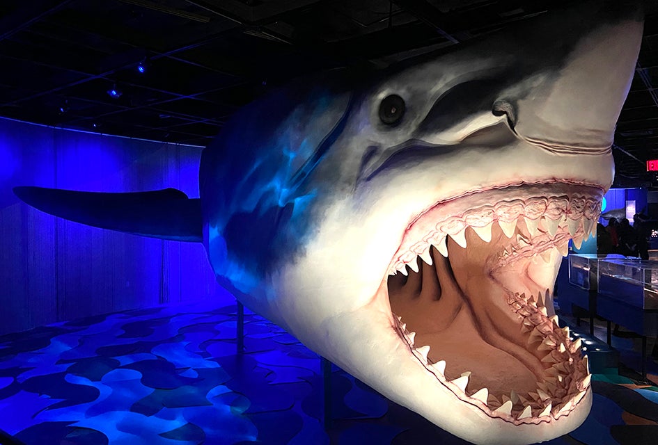 Go Into the Deep with Sharks at AMNH's New Exhibition Sharks might have a fearsome reputation, but this new exhibition at the American Museum of Natural History aims to educate the public on the species.