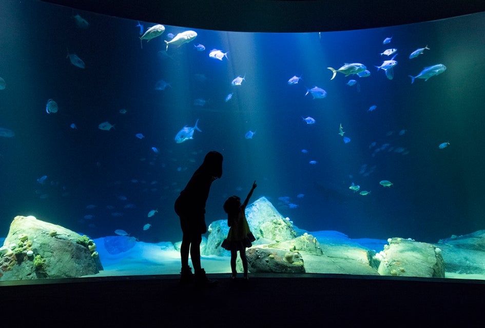 Sharks swim at Hudson Canyon's edge at the New York Aquarium. Photo by Julie Larsen Maher for WCS
