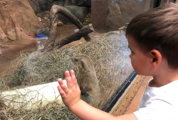 Staten Island Zoo: Kid with his nose pressed up to the meerkat enclosure