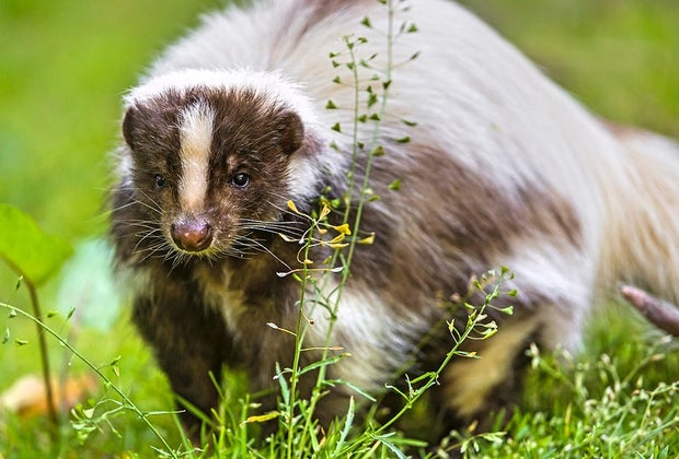 School Jokes for Kids: What competition do skunks win at school?