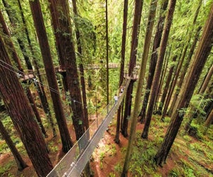 Take a family road trip to the new Redwood Sky Walk. Photo courtesy of Sequoia Park Zoo