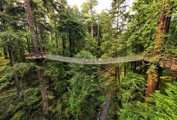 Redwood Sky Walk at Sequoia Park Zoo
