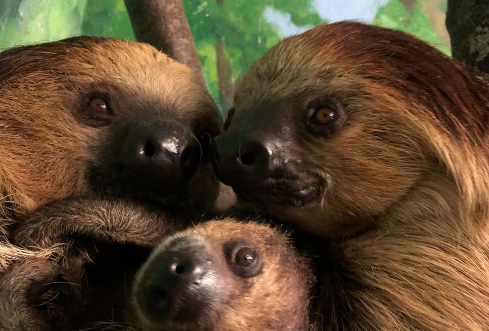 Free Father’s Day at Zoo New England