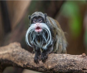 Meet the National Zoo's newest residents. Photo courtesy of Smithsonian's National Zoo