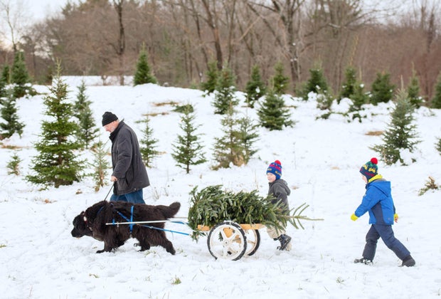 Image of family with tree - Christmas Tree Farms Near Boston
