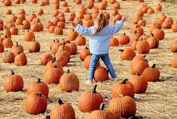 Image of child in pumpkin patch at Smock Farm near Boston.
