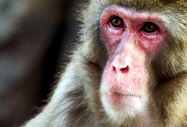 The Best Zoo in Every State: Great Plains Zoo