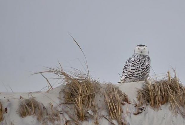 Image of eagle in winter - Things to do in Winter in Boston