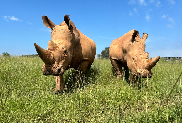 Georgia Safari Conservation Park: Family-Friendly Summer Day Trips from Atlanta