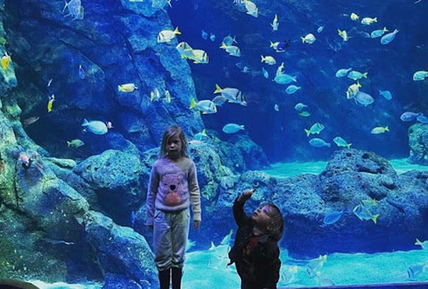 St. Louis with kids St. Louis Aquarium