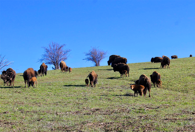 Steamboat Springs with Kids: Lucky 8 Ranch.