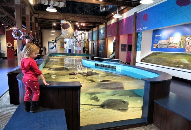 Photo of child at touch-tank in Maritime Aquarium at Norwalk.