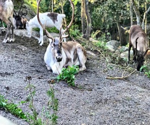 Not just for Christmas stories: Take the kids to meet  real reindeer at Skansen, an open-air living history museum, in Stockholm. 