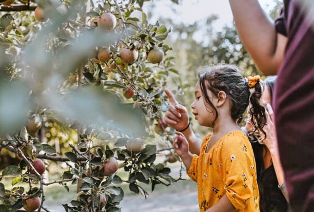 Apple Picking near Los Angeles: Stone Soup Farm