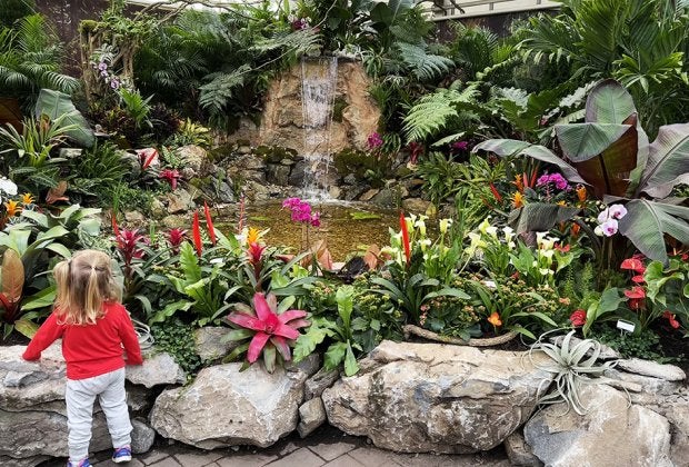 Hicks Nursery offers visitors an early glimpse of spring, when its indoor gardens get decked out in brilliant ant colors each March.