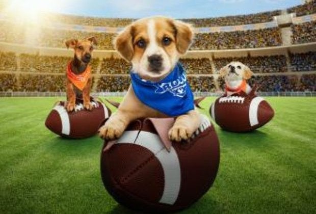 Puppy Bowl celebrates adoptable pups in all their cuteness!