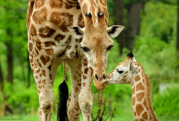 Giraffes at the Bronx Zoo. Photo by Julie Larsen Maher for WCS