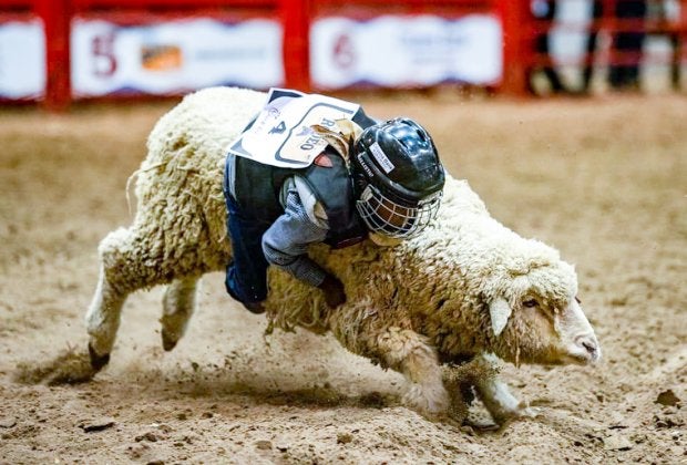 Mutton Bustin' at the Humble Rodeo. Photo courtesy of the rodeo.