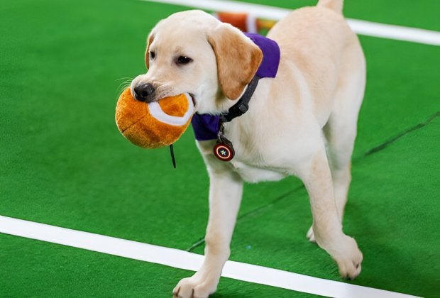 Puppies take the field before the big game at Liberty Science Center. Photo courtesy of the Liberty Science Center