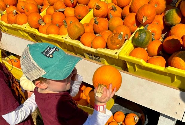 Fall is a great time to go pumpkin picking on the East End. Photo by the author