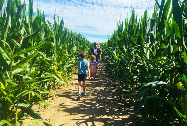 Get lost in the maze at Johnson's Locust Hall Farm. Photo by the author